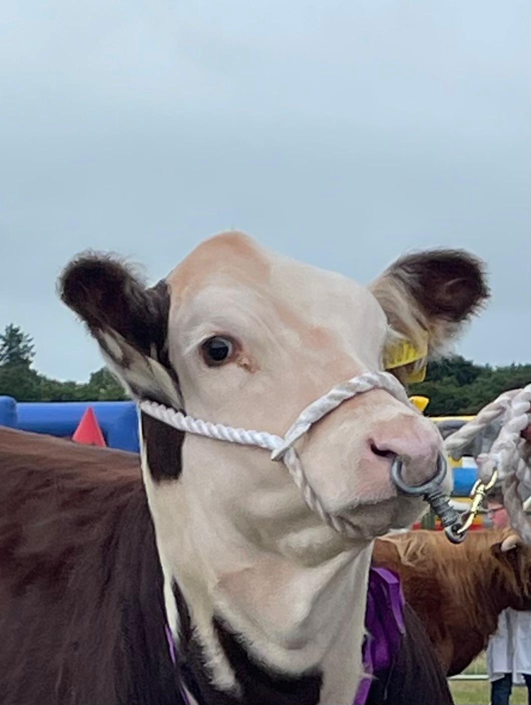 Meet The Moos Gotcha